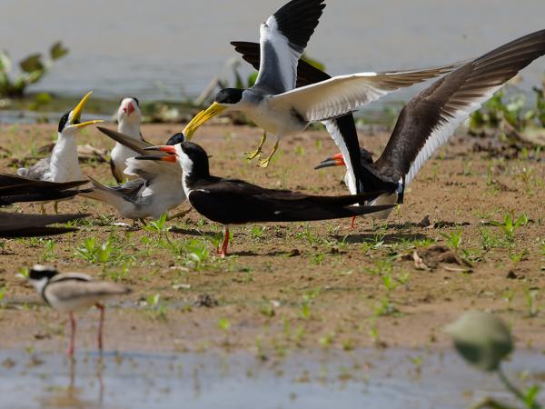 Grootsnavelstern (Phaetusa simplex)
